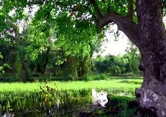 نمای جنگل سرسبز و دریاچه و آسمان