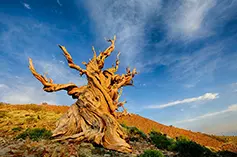 آواتار-5948